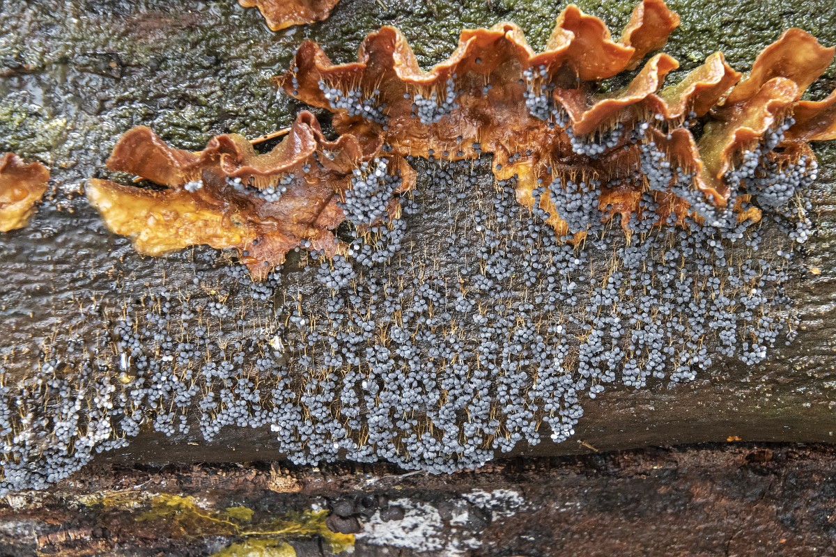 Erotik stol ostidagi külotlarni olib tashlaydi Uning neylon taytdagi yaqindan surati